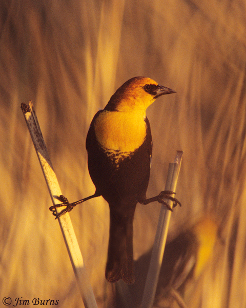 Yellow-headed Blackbird sunrise roost