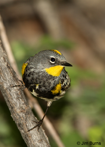 Yellow-rumped Warbler (Audubon's) male