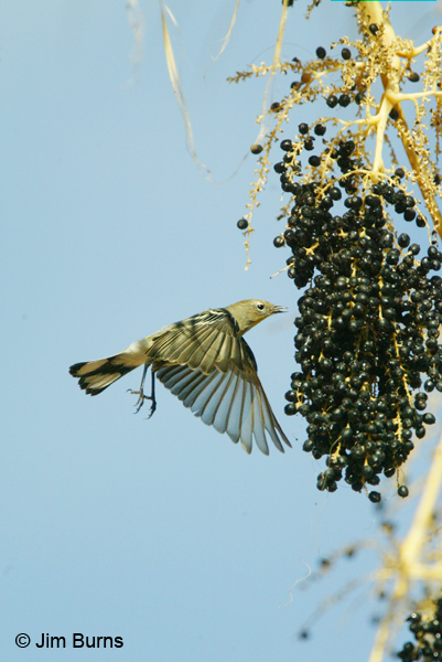 Yellow-rumped Warbler (Audubon's) hover plucking Fan Palm berries