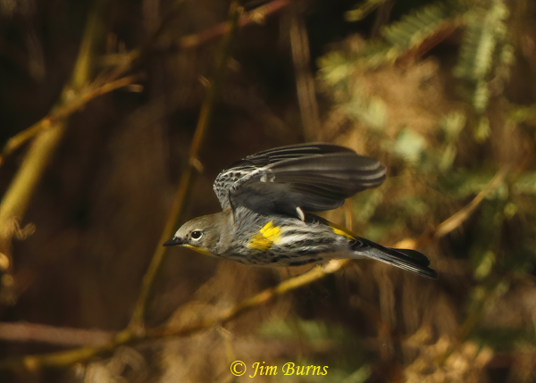 Yellow-rumped Warbler (Audubon's) male in flight--0662