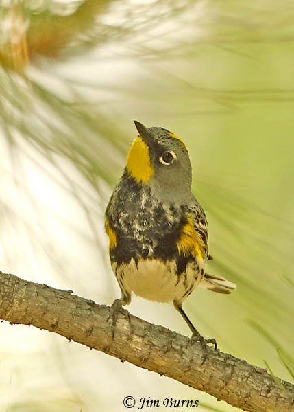 Yellow-rumped  Warbler (Audubon's) male ventral view--3856