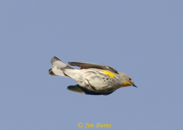Yellow-rumped Warbler (Audubon's) male in flight--2142