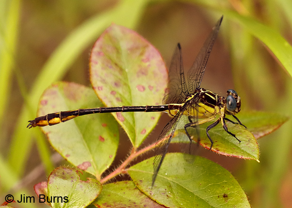 Yellow-sided Clubtail male, Santa Rosa Co., FL, May 2018--9467