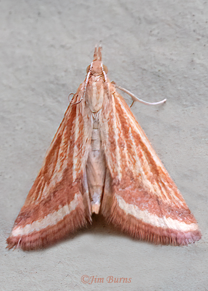 Yellow-veined Moth, Arizona--1216