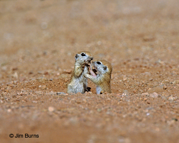 Young Round-tailed Ground Squirrels at play