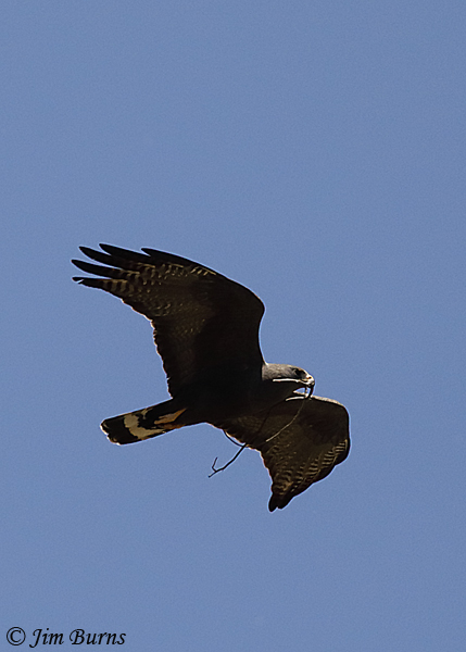 Zone-tailed Hawk with nesting material--0928
