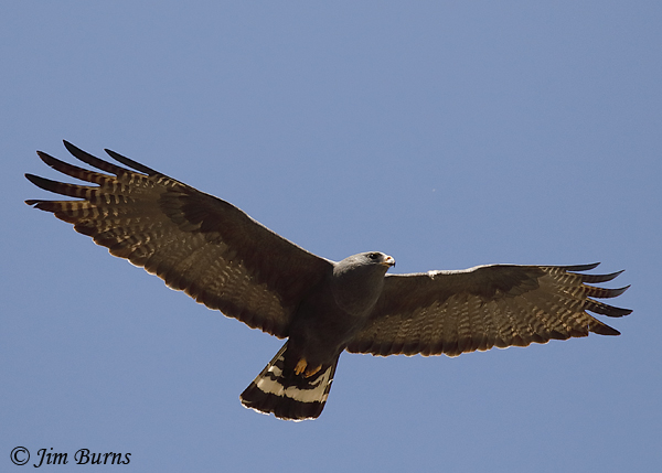 Zone-tailed Hawk female--0940