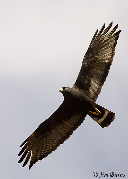 Zone-tailed Hawk male--2949