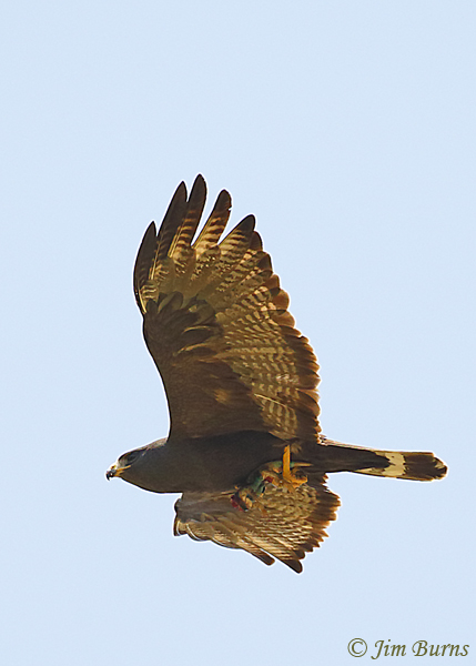 Zone-tailed Hawk male with frog vertical--5670