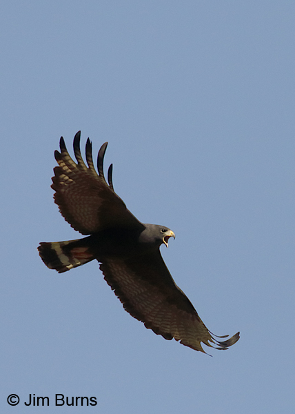 Zone-tailed Hawk male--0098
