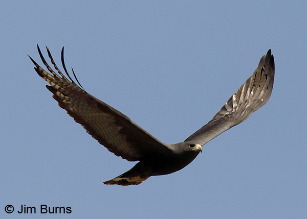 Zone-tailed Hawk male channeling Turkey Vulture with dihedral flight jizz--0104