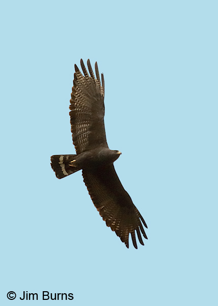 Zone-tailed Hawk male overhead--7133