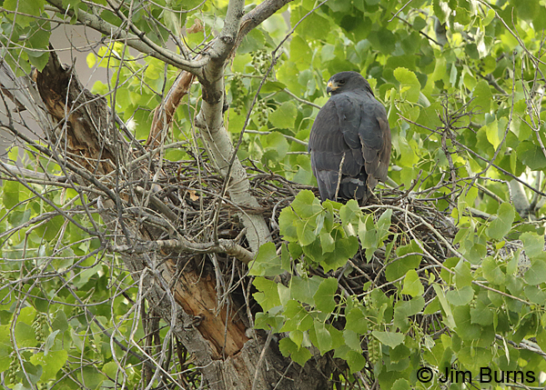 Zone-tailed Hawk at nest