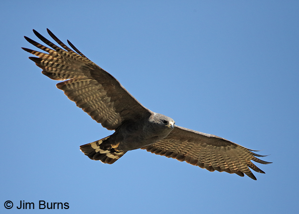 Zone-tailed Hawk female overhead