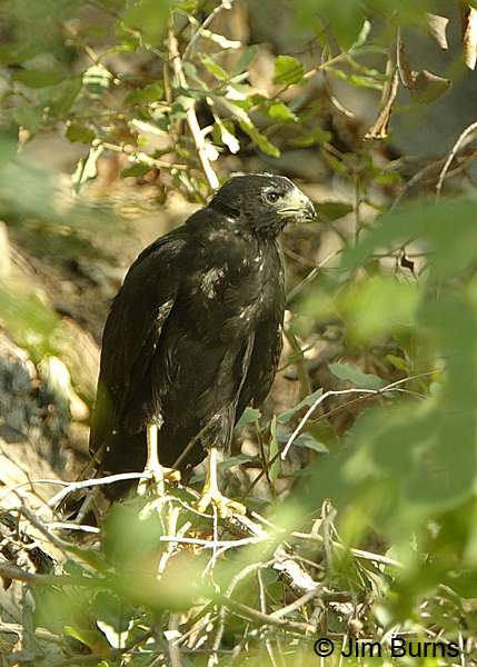 Zone-tailed Hawk fledgling