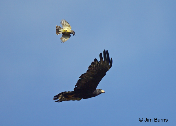 Cassin's Kingbird harassing Zone-tailed Hawk