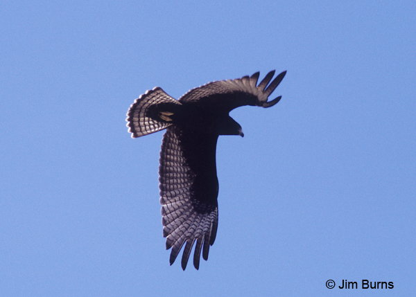 Zone-tailed Hawk juvenile in flight