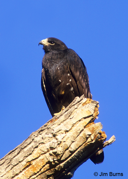 Zone-tailed Hawk juvenile