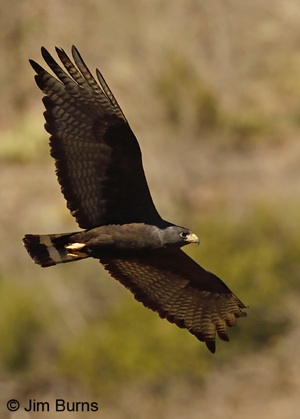 Zone-tailed Hawk male in flight in habitat--0117