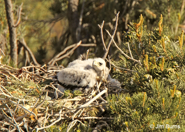 Zone-tailed Hawk nest with 2 nestlings
