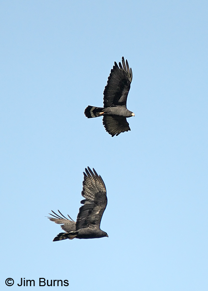 Zone-tailed Hawk pair in flight, female below