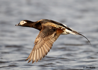 Long-tailed Duck male in flight