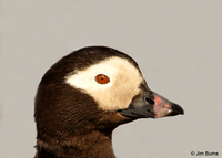 Long-tailed Duck male head shot