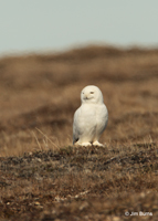 Snowy Owl male in tundra heat waves