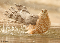 Cooper's Hawk adult bathing