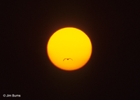 Gull-billed Tern across the sunset