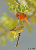 Hepatic Tanagers