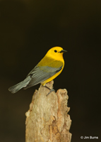 Prothonotary Warbler male