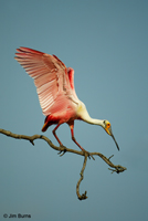 Roseate Spoonbill out on a limb