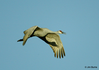 Sandhill Crane wing silhouette