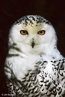 Snowy Owl head shot