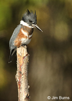 Belted Kingfisher female