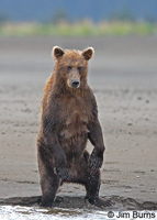 Brown Bear searching for salmon
