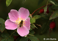 Wild Rose with bee and hips