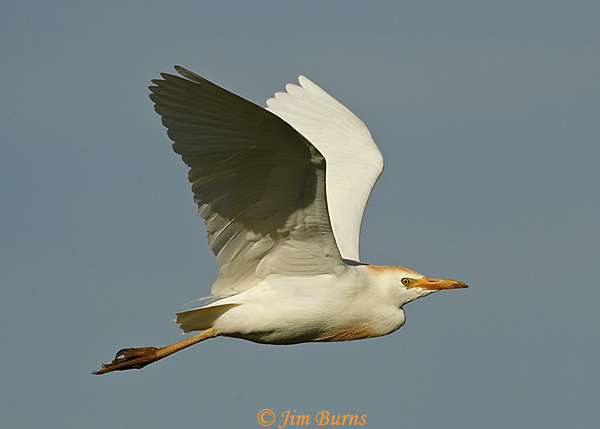 Cattle Egret in flight #2--3352