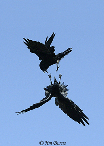 Common Ravens locking talons