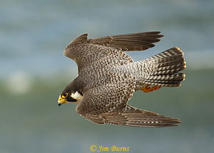 Peregrine Falcon Flight