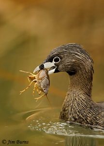 Pied-billed Grebe with Crayfish