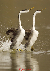 Dance of the Grebes