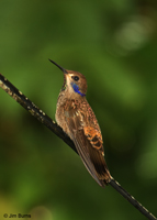 Brown Violet-ear Hummingbird