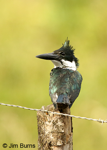 Amazon Kingfisher female on fence