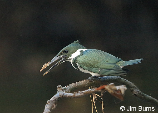 Amazon Kingfisher female with muddy bill from nest building