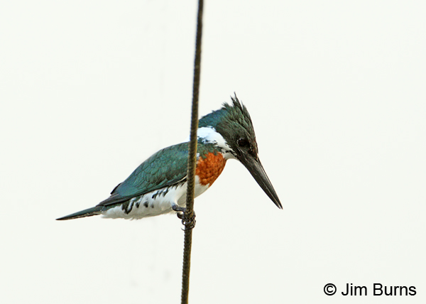Amazon Kingfisher male on wire