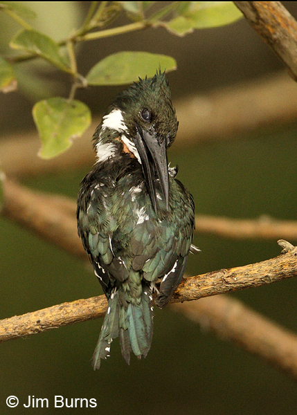Amazon Kingfisher male preening