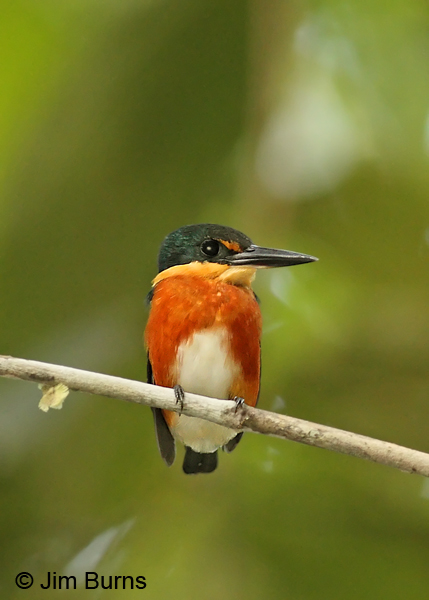 American Pygmy Kingfisher male ventral view