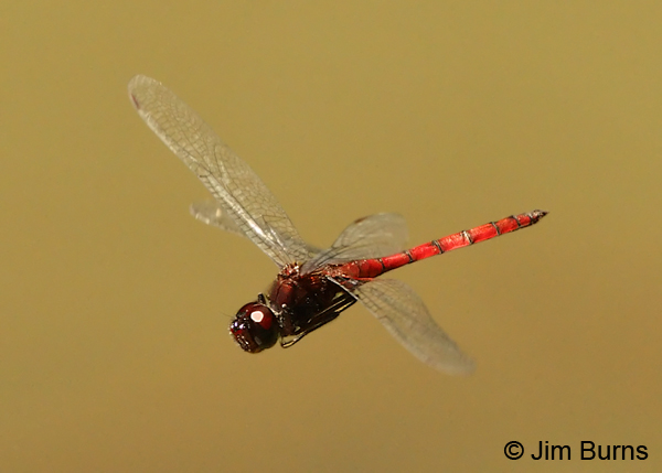 Arch-tipped Glider male in flight, Pital, C.R., December 2013